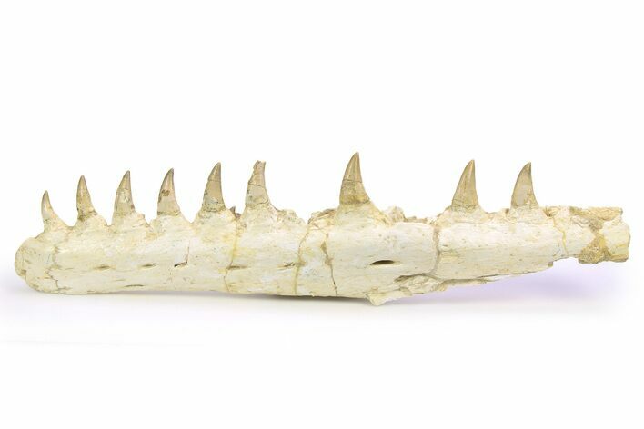 Mosasaur (Eremiasaurus?) Jaw with Nine Teeth - Morocco #260369